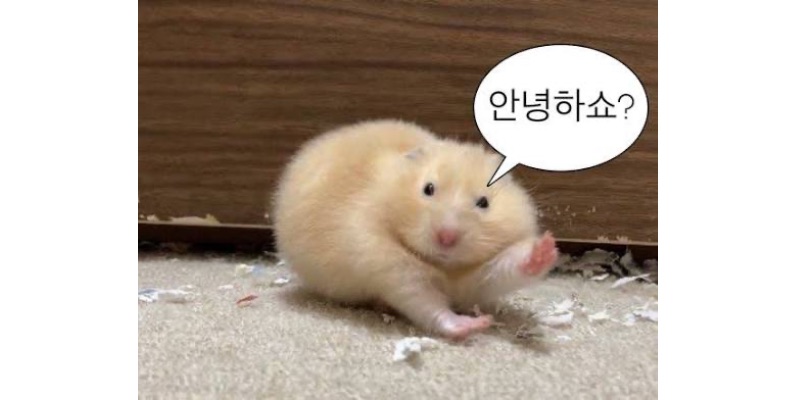 안녕하쇼 짤